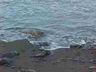 Chapels Cove Beach
